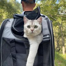 gt22 nel trasportino